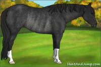 Horse Color:Gray Black Rabicano 