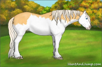 Horse Color:Palomino Splash 