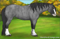 Horse Color:Blue Roan Splash 