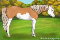 Horse Color:Chocolate Palomino Splash 