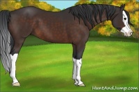 Horse Color:Bay Splash 