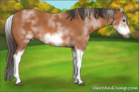 Horse Color:White Spotted Bay Splash Frame