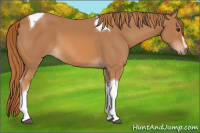 Horse Color:Chestnut Sabino Tobiano 