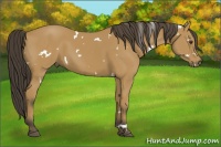 Horse Color:White Spotted Buckskin 