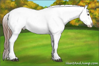 Horse Color:Bay Sabino Tobiano Blanket 