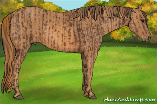 Horse Color: Bay  Brindle
