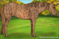 Horse Color:Bay  Brindle