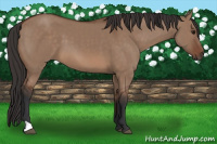 Horse Color:Bay Dun
