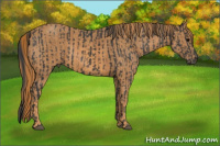Horse Color:Black  Brindle