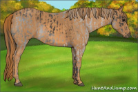 Horse Color:Black Tobiano Brindle