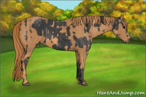 Horse Color: Black  Brindle