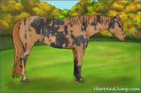 Horse Color:Black  Brindle