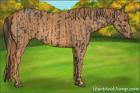 Horse Color:Black  Brindle