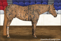 Horse Color:Black  Brindle