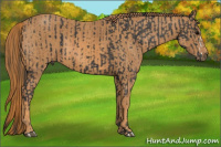 Horse Color:Black  Brindle