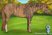 Horse Color:Black  Brindle