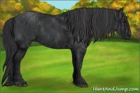 Horse Color:Black  Brindle