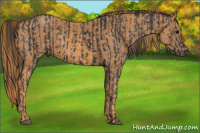 Horse Color:Black  Brindle