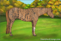 Horse Color:Black  Brindle
