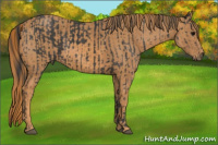 Horse Color:Black  Brindle