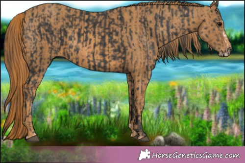 Horse Color: Black Splash  Brindle
