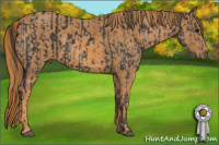 Horse Color:Black  Brindle