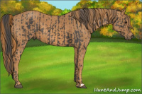 Horse Color:Black  Brindle
