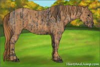 Horse Color:Blue Roan Brindle
