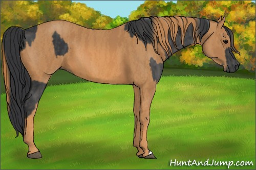 Horse Color: Black  Brindle