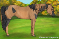 Horse Color:Black  Brindle