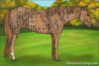 Horse Color:Unknown 