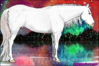 Horse Color:Gold Champagne Splash Appaloosa 