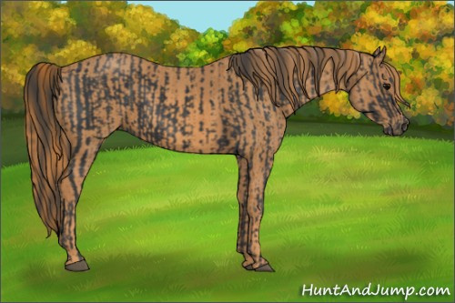 Horse Color: Black  Brindle