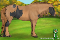 Horse Color:Black  Brindle