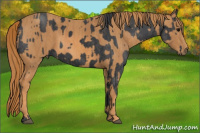 Horse Color:Black  Brindle