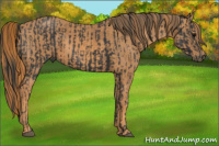 Horse Color:Black  Brindle