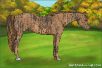 Horse Color:Black  Brindle