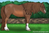 Horse Color:Liver Chestnut 