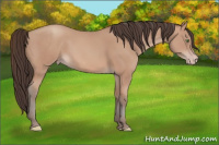 Horse Color:Amber Champagne