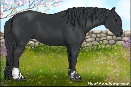 Horse Color: Black  and Black 
