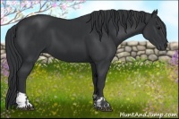 Horse Color:Black  and Black 