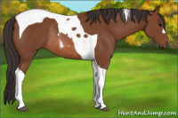 Horse Color:Bay Tobiano Rabicano 