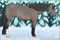 Horse Color:Grullo 