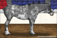 Horse Color:White Spotted Blue Roan Frame 