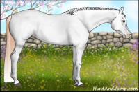 Horse Color:Chestnut Appaloosa 
