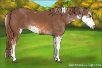 Horse Color:Chestnut Sabino