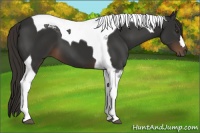 Horse Color:Liver Chestnut Tobiano
