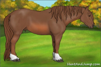 Horse Color:Chestnut Tobiano