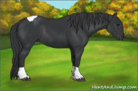 Horse Color:Black Tobiano Rabicano