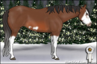 Horse Color:Bay Splash Frame 